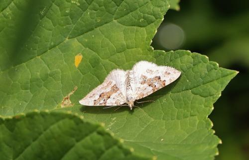 Réf. 306 630 : Xanthorhoe montanata
